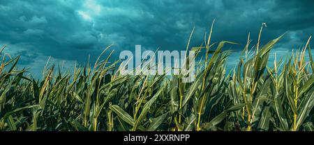 Dark stormy clouds over tasseling corn crop plantation field in summer, selective focus Stock Photo