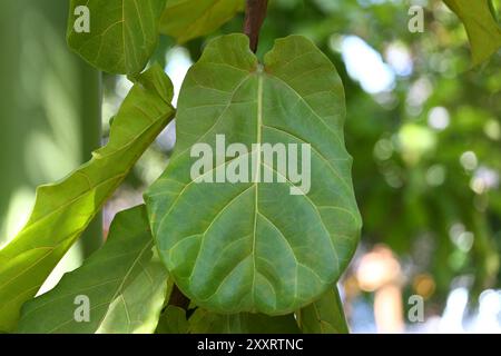 Malabar almond fruits on tree (Terminalia catappa Stock Photo - Alamy