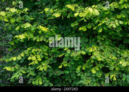 Green foliage on a wild Corylus Avellana tree (Hazel tree) in the English countryside. Stock Photo