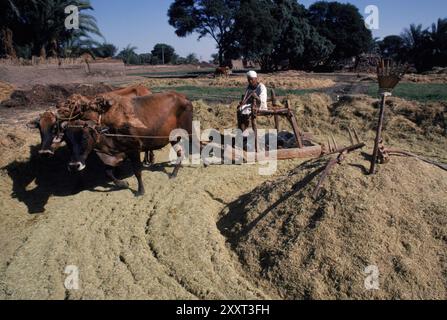 Nile River Egypt Farm Farmer agriculture field old village on the nile ...