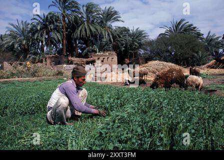 Egypt Stock Photo