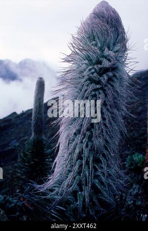 High altitude plants, Uganda. Stock Photo