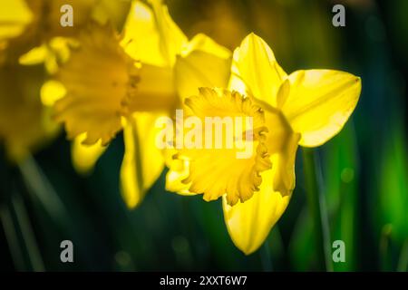 Closeup on beautiful Daffodil, Narcissus, flowers illuminated by sunlight with dark blurred background in Phoenix Park, Dublin, Ireland Stock Photo