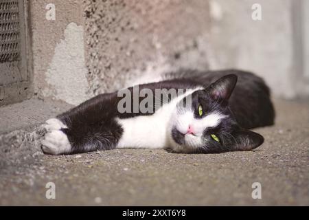 Cute tuxedo cat sunbathing on the roadside and looking curious at the camera. Stock Photo
