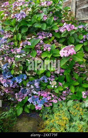 Close up of a pink lace-cap hydrangea Stock Photo - Alamy