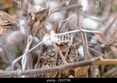 A small white caterpillar is crawling on a branch covered Stock Photo
