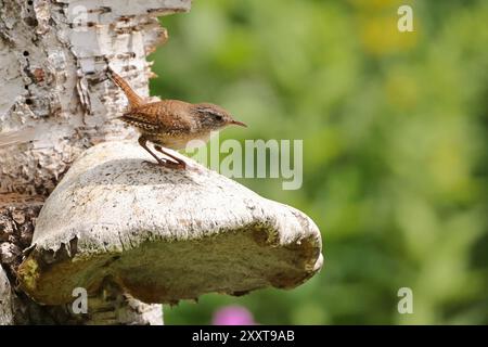 Eurasian wren, Northern wren (Troglodytes troglodytes), sits on birch bracket, Germany, Mecklenburg-Western Pomerania Stock Photo