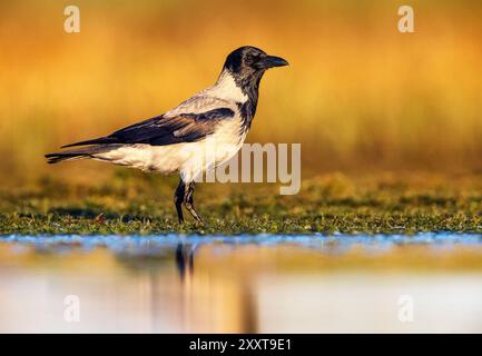 Hooded crow (Corvus corone cornix, Corvus cornix), standing on the waterfront, Italy, Tuscany, Piana Livornese-Pisana Stock Photo