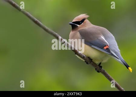 Cedar waxwing (Bombycilla cedrorum), adult male perched on a branch, USA Stock Photo