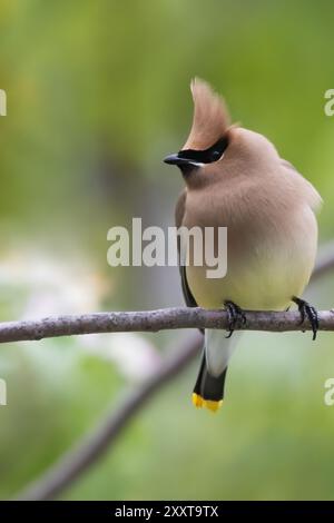 Cedar waxwing (Bombycilla cedrorum), adult male perched on a branch, USA Stock Photo