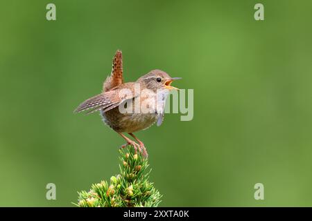 Eurasian wren, Northern wren (Troglodytes troglodytes), male sits on a spruce top and sings, Germany, Mecklenburg-Western Pomerania Stock Photo