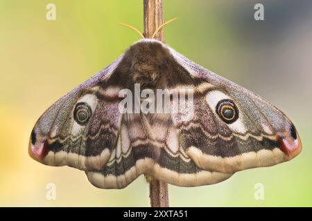 Emperor moth, Small Emperor Moth (Saturnia pavonia, Eudia pavonia), female sitting at a stem, Germany, Mecklenburg-Western Pomerania Stock Photo