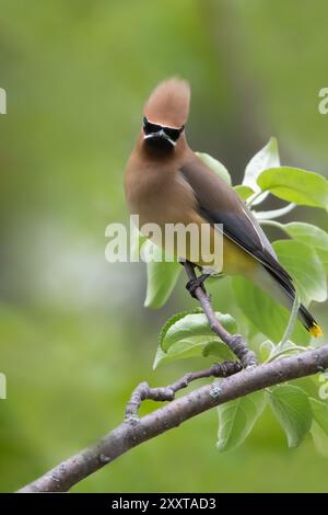 Cedar waxwing (Bombycilla cedrorum), adult male perched on a branch, USA Stock Photo