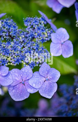 Blue lace cap form of Hydrangea flowering in a late summer garden. Stock Photo
