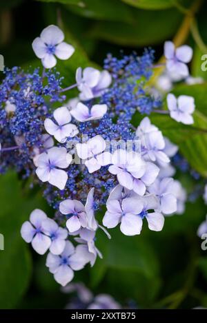 Blue lace cap form of Hydrangea flowering in a late summer garden. Stock Photo
