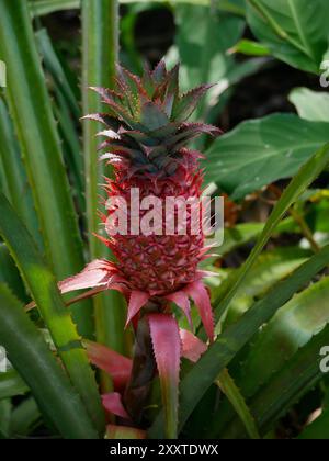 Close-up of growing pineapple fruit in a botanical garden in Puerto de la Cruz, La Orotava, Tenerife. Pattern for design wallpaper, poster, banner, ca Stock Photo