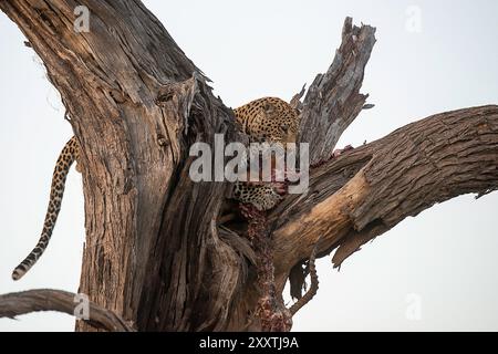 Leopard eating an impala stashed high in the fork of a dry tree Stock Photo