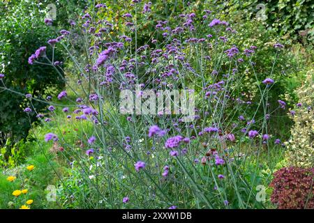 Verbena bonariensis purple flowers long grey stems hazy foliage in bloom in summer country garden herbaceous border to attract bees butterflies UK Stock Photo