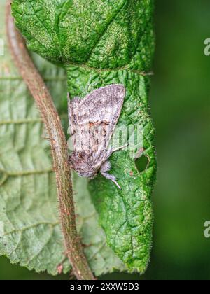 Nut-tree Tussock Colocasia coryli. Stock Photo