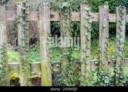 Ivy growing up wooden fence Stock Photo