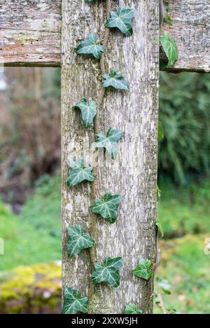 Ivy growing up wooden fence Stock Photo