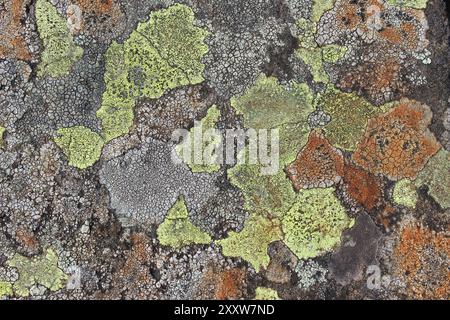 Colourful Upland Lichens, Llyn Ogwen, Snowdonia, Wales Stock Photo