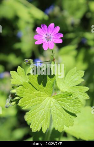 Round-leaved Crane's-bill - Geranium rotundifolium Stock Photo