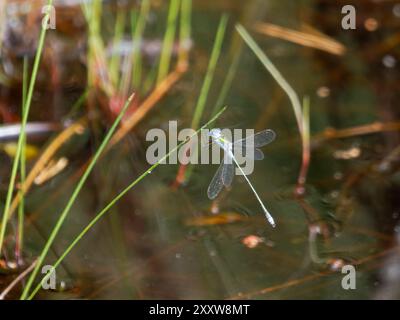 Emerald damselfly perched on a reed stem Stock Photo