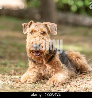 airedale terrier lying down on grass outside Stock Photo