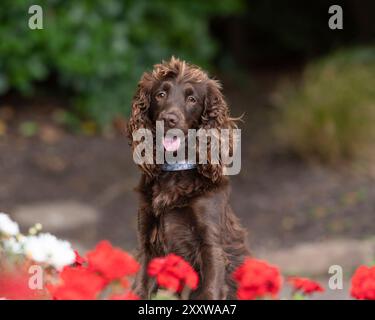 chocolate working english cocker spaniel dog in the garden Stock Photo