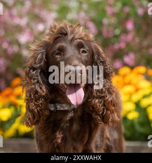 chocolate working english cocker spaniel dog in the garden with flowers Stock Photo