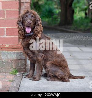 chocolate working english cocker spaniel dog in the garden Stock Photo