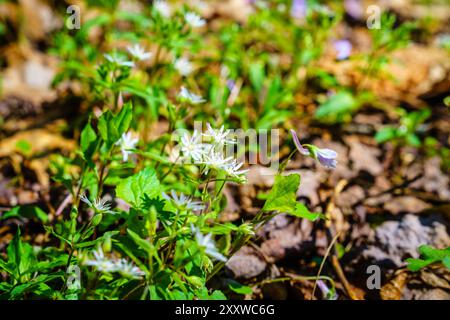Close-up ground-level image of star chickweed flowers in Kentucky forest in spring Stock Photo
