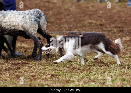 Border Collie sheepdog working with a flock of sheep Stock Photo