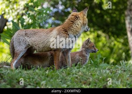 The red fox and her cubs Stock Photo