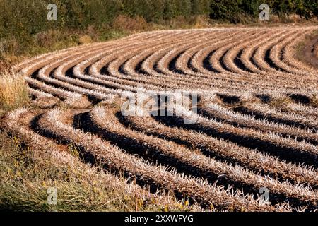 Crop lines in a harvested wheat field in Kent Stock Photo