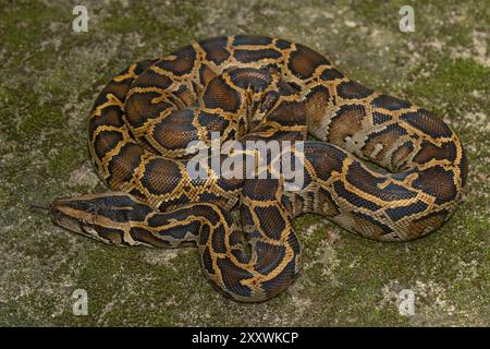 Burmese Python (Python bivittatus) subadult. Stock Photo