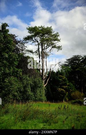 tree in the forest Stock Photo