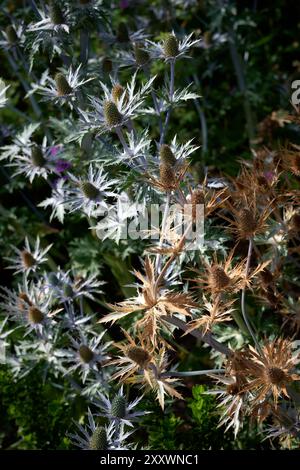 close up of a cactus Stock Photo
