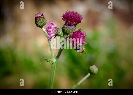 bee on a flower Stock Photo