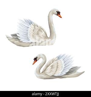 White swan isolated on the white background. Vector. Stock Vector