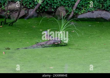 The majestic Great Blue Heron with its striking blue and grey feathers stands gracefully in the duckweed-covered C&O Canal, nestled within the scenic Stock Photo