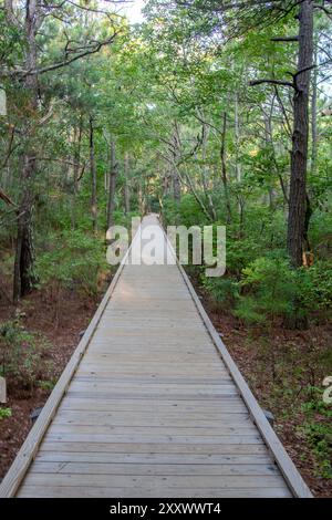 A boardwalk passes through the Currituck Banks Reserve in the Outer Banks, North Carolina, with natural vegetation and coastal forests on the side of Stock Photo