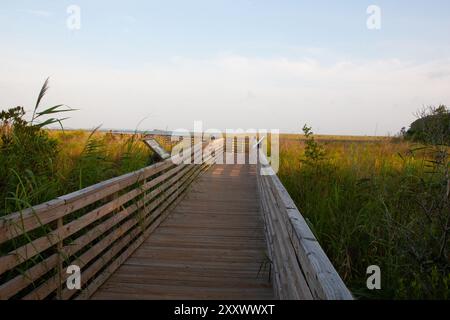 A boardwalk passes through the Currituck Banks Reserve in the Outer Banks, North Carolina, with natural vegetation and coastal forests on the side of Stock Photo