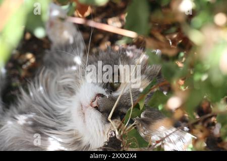 calico and white cat outdoors with green plants garden fur longhair Stock Photo