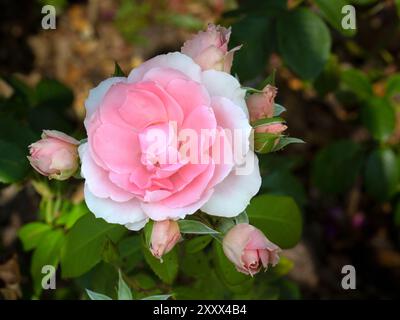 Closeup of a single flower of a rose (Rosa You're Beautiful) in a garden in summer Stock Photo