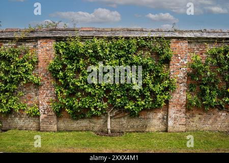 The central stem and fan trained tiered branches of an established espalier pear tree in a cordon with supporting wires against a brick wall with copy Stock Photo