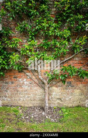 The central stem and fan trained tiered branches of an established espalier pear tree with supporting wires against a brick wall with copy space Stock Photo