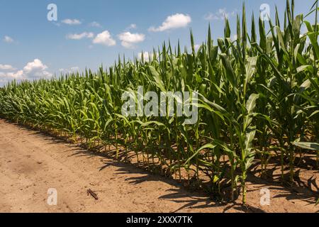 Rows of corn growing in the summer. Stock Photo