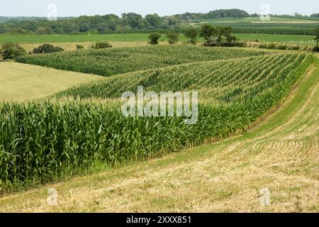 Corn Field in the Summer Stock Photo